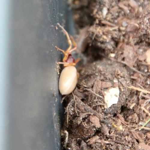 Dysdera sp.